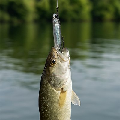 Leurres de peche 